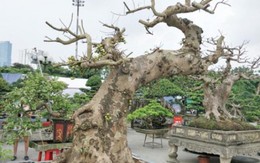 Sung kiểng cổ thụ dáng "cực dị" giá trăm triệu