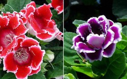 Trồng hoa tử la lan rực rỡ tưởng khó, hóa ra rất dễ