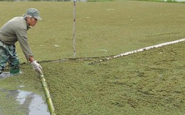 Thả bèo hoa dâu bán làm thuốc, thu nửa tỷ/năm
