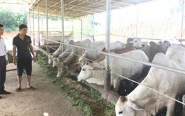 Kiếm hơn 1 tỷ đồng/năm từ nuôi vỗ béo bò Campuchia