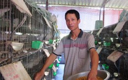 Trai làng "đút túi" 300-400 triệu/năm nhờ bồ câu Pháp
