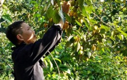 Kiếm 75 triệu/mùa nhờ hồng không hạt
