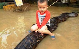 Bé trai cưỡi trăn khủng tại Thanh Hóa, xử phạt hộ nuôi trăn 3 triệu đồng