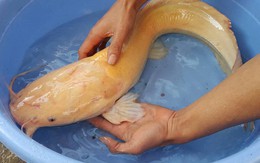 Nông dân Ninh Bình bắt được cá trê vàng nặng 3 kg