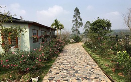 Ngôi nhà cấp 4 được cả vườn hồng bao quanh cực thơ mộng ở Phú Thọ