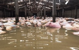 Đang chôn lấp gần 6.000 con lợn chết do nước lũ