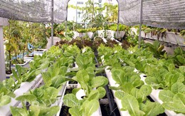 Ngỡ ngàng vườn rau sạch trăm triệu trên sân thượng ở TP.HCM