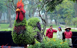 Chiêm ngưỡng gà trống lông xanh, đuôi tím độc nhất Hà thành