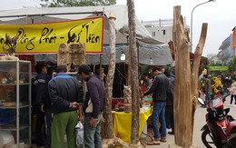 Khách chơi xuân nô nức hít hà loài cây quý như vàng