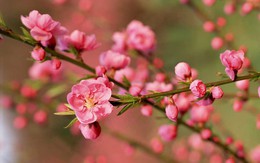 Đàn ông ly hôn, Tết đến mới thấm thía hai tiếng gia đình