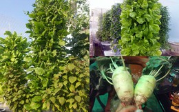 Sài Gòn: khu vườn sân thượng 1m² thu 40kg rau sạch của anh nông dân thành phố