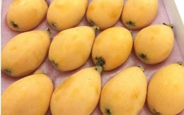 Quả Biwa 4 triệu/kg: Món lạ chị em ăn vặt đỡ nhạt miệng