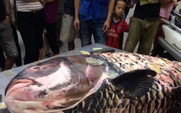 'Siêu thủy quái' cá hô 200 triệu đồng xuất hiện ở Hà Nội
