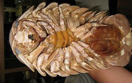 Bọ biển khổng lồ 4 triệu/con: Món nhậu lạ của dân Hà thành
