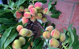 Vườn đào thất thốn sai trĩu quả trên sân thượng ở Lạng Sơn