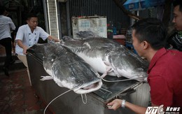 Cặp cá lăng cực hiếm 100 kg bay từ Campuchia về Hà Nội