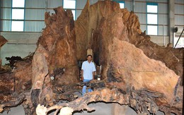 Gốc bàng 600 năm tuổi giá 35 tỷ đồng