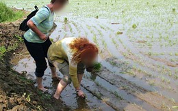 Xem khách Tây chi bộn tiền để được cấy lúa ở Triều Tiên