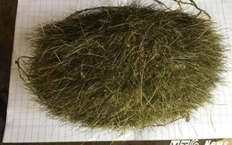 Mổ lợn nuôi 10 năm phát hiện vật lạ nghi trư sa quý hiếm