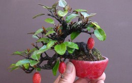 10 chậu bonsai cây ăn trái mini siêu đẹp dùng trang trí nhà dịp Tết