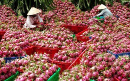 Thanh long Bình Thuận tăng giá cao kỷ lục