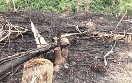 Nghệ An: Xem xét kỷ luật 10 cán bộ liên quan đến việc phá rừng