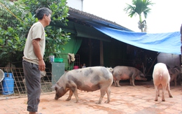 Hà Nội: Người dân Chương Mỹ vẫn phải sống chung với vật nuôi sau vụ vỡ đê