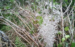 Băng giá xuất hiện ở đỉnh Fansipan