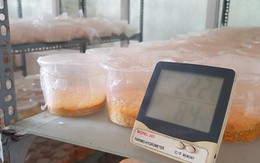 Giấu vợ, cắm sổ đỏ vì mê nuôi đông trùng hạ thảo