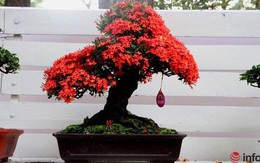 Chơi hoa Tết 2018, không thể bỏ qua những chậu bonsai siêu đẹp này