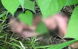 Bé sơ sinh bị ném vào bụi rậm, trên người chi chít gai nhọn khiến dư luận phẫn nộ