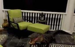 Ngủ dậy cả gia đình phát hoảng thấy cá sấu bò lên tận tầng 2 cắn phá