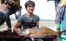 Cá sủ vàng 8kg ở Nghệ An, 900 triệu chưa bán