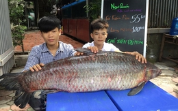 Cá trắm đen kỷ lục nặng 55kg "bơi" từ Thác Bà về Hà Nội