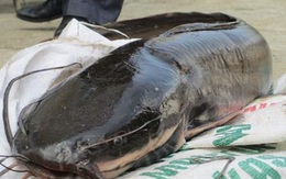 Cá trê “thủy quái” trên 10 kg/con - “Nhìn đã thấy sợ, nói chi ăn”