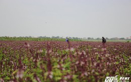 Cánh đồng bạt ngàn hoa oải hương từ húng quế độc đáo ở Hà Nội