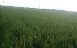 Tìm thấy thi thể 2 bé trai ôm nhau ở ruộng lúa sau một ngày mất tích