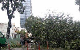 Cây xanh đè nát ô tô, nữ hành khách bị thương