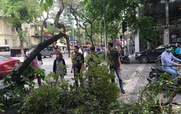 Cây xanh gãy đổ ở Hà Nội, hàng chục người chờ đèn đỏ thoát nạn