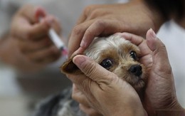 56 người chết vì chó dại cắn, gấp đôi số ca tử vong vì sốt xuất huyết