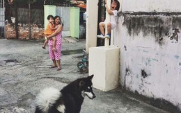 Cô bé la khóc, trèo lên cột vì sợ chó: Khoảnh khắc "gây bão" mạng xã hội Việt