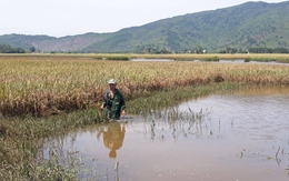 Thanh Hóa: Sông Nhơm bị chặn dòng, hàng chục hecta lúa ngập úng