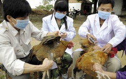 Dịch cúm A/H7N9 đang tiến sát biên giới: Văn phòng đáp ứng khẩn cấp dịch bệnh nhóm họp