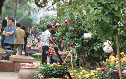 Lễ hội hoa hồng Bulgaria: Đơn vị cung cấp hoa cũng thất vọng