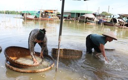 Nỗi lo mưu sinh nghề cào hến