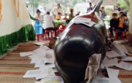 "Dìu" cá Bà sắp chết vào bờ, cá Ông mới trở lại biển khơi