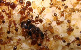 Trong nhà bạn không có con kiến nào mà không cần thuốc diệt chỉ với nửa quả chanh
