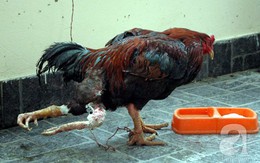 Xám thần, Kê thần: Gà chọi bạc tỷ, đổi ngang ô tô