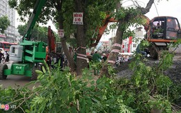 Hà Nội di chuyển, chặt hạ cây xanh trên đường vành đai 3