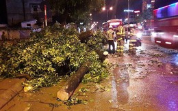 Hà Nội: Gió quật cây xà cừ bật gốc nằm chắn ngang đường